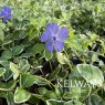 Vinca minor 'Ralph Shugert' (v)