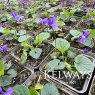 Viola odorata (Vt) (9cm pot)