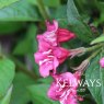 Weigela Bristol Ruby