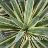 Yucca gloriosa Variegata