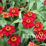 Zinnia 'Zany Scarlet' (Zany Series)