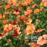 Geum 'Totally Tangerine'