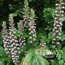 Acanthus mollis