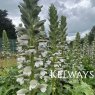 Acanthus mollis (Latifolius Group) 'Rue Ledan'