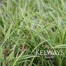 Carex 'Ice Dance'