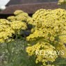 Achillea 'Credo'