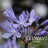 Agapanthus 'Summer Love Blue'