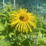 Inula hookeri