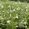 Calamintha nepeta subsp. glandulosa 'White Cloud'