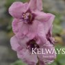 Verbascum (Cotswold Group) 'Pink Domino'