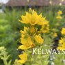 Lysimachia punctata