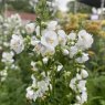 Polemonium White Pearl