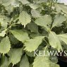 Aucuba japonica 'Crassifolia'