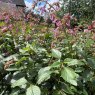 Salvia 'Kisses and Wishes'