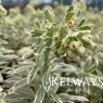 Euphorbia characias 'Variegata'