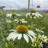 Echinacea purpurea 'Avalanche' PBR (Butterfly Series)