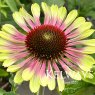 Echinacea purpurea 'Green Twister'