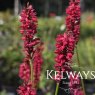 Bistorta amplexicaulis 'JS Calor' PBR