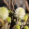 Fothergilla major