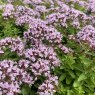 Origanum vulgare 'Compactum'