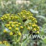 Bupleurum fruticosum