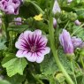 Malva Zebrina