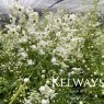 Thalictrum 'Splendide White'