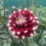 Dahlia Checkers