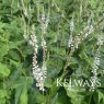 Persicaria amplexicaulis Alba