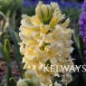 Hyacinthus orientalis 'City of Haarlem' (1 litre pot)