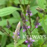 Verbena hastata