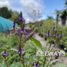 Verbena hastata (2 litre pot)