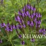 Verbena hastata