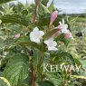 Weigela 'Nana Variegata'