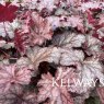 Heuchera 'Amethyst Myst'