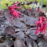 Loropetalum Black Pearl