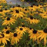 Rudbeckia City Garden