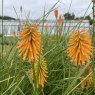 Kniphofia galpinii
