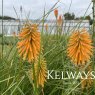 Kniphofia galpinii (3 litre pot)