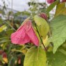 Abutilon 'Aphrodite'
