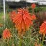Kniphofia Ember Glow