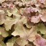Heuchera Tangerine Wave