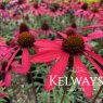 Echinacea 'Glowing Dream'