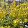 Solidago 'Ducky'