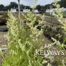 Artemisia lactiflora