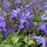 Campanula poscharskyana 'Stella'