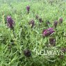 Lavandula Kew Red