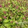 Persicaria Inverleith