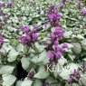 Lamium maculatum 'Beacon Silver'