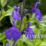 Salvia 'Blue Note' PBR